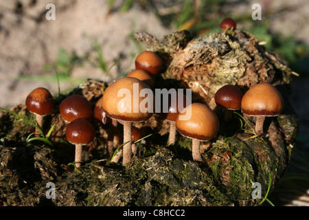 (Coprophiles épris de l'excréments ou champignons) Banque D'Images