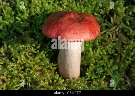 La Russula emetica Sickener Banque D'Images