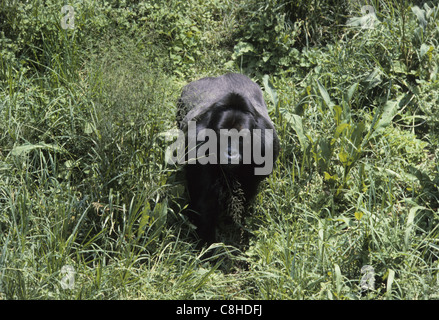 Gorille des plaines de l'Est, gorille, animal, singe, monkey, Gorilla beringei graueri, Parc National de Kahuzi Biega, Afrique, Congo, Banque D'Images
