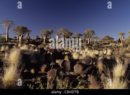 Carquois, arbre, l'Aloe dichotoma, Kokerboom, carquois, arbre, forêt, réserve nationale, Keetmanshoop, Namibie, Afrique du Sud Banque D'Images