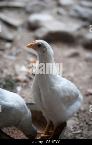 Élevage de poulets Banque D'Images