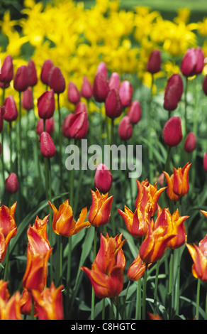 Tulipes. Jardins de Keukenhof Lisse, Hollande. Banque D'Images