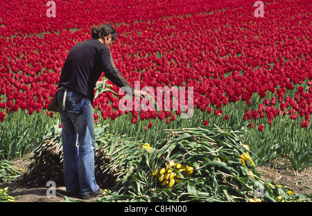 En ouvriers agricoles, champ de tulipes en Hollande. Banque D'Images