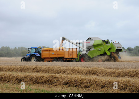 La récolte du blé. Combiner l'exercice de grain dans la remorque. Banque D'Images