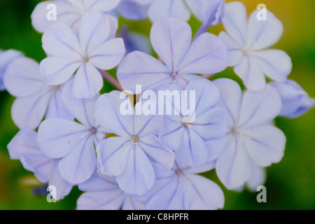 Fleurs ornementales de plumbago plant Banque D'Images