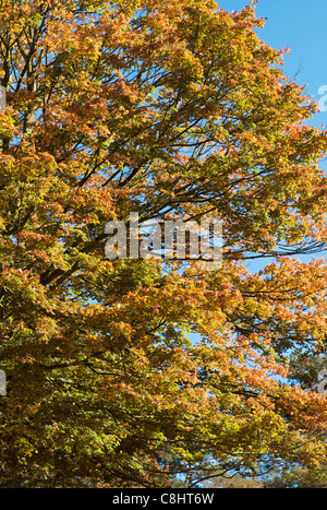 Arbre en automne UK Banque D'Images