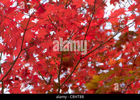 Arbre en automne UK Banque D'Images