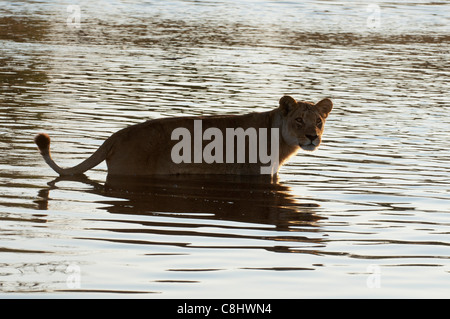 Lioness (Panthera leo) traversée Canal Savute, Linyanti, au Botswana. Banque D'Images