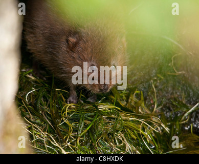 Le campagnol d'eau (arvicola terrestris) est situé dans les drains d'une petite partie de la rivière, Somerset. Banque D'Images