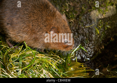 Le campagnol d'eau (arvicola terrestris) est situé dans les drains d'une petite partie de la rivière, Somerset. Banque D'Images