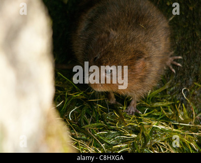 Le campagnol d'eau (arvicola terrestris) est situé dans les drains d'une petite partie de la rivière, Somerset. Banque D'Images