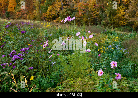 La couleur en automne et des fleurs sauvages dans le pré à la Mount Saint Francis dans Floyd Comté (Indiana) Banque D'Images