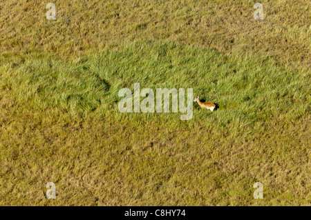 Vue aérienne de Delta de l'Okavango, au Botswana. Banque D'Images