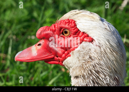 Canard de barbarie, Cairina moschata, chef, homme, canard de Barbarie, canard Banque D'Images