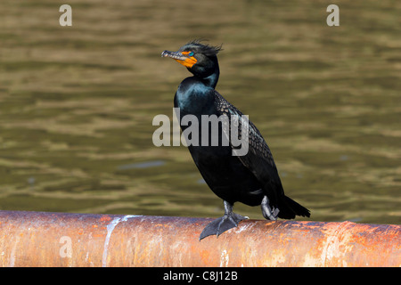 Cormoran à aigrettes, les mâles, la saison d'accouplement, Phalacrocorax auritus, oiseau de mer, cormoran Banque D'Images