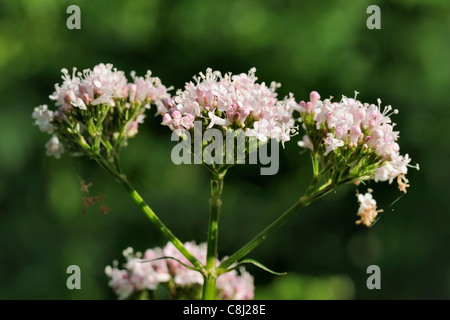 La valériane, Valeriana officinalis commune Banque D'Images