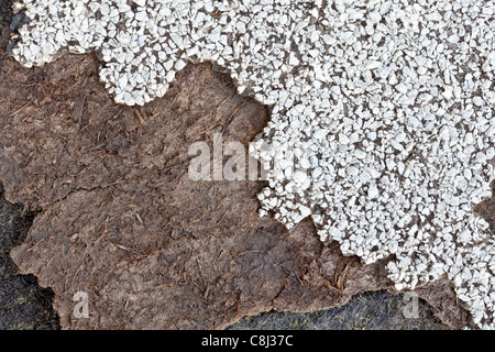 Imprégné de bardeaux d'asphalte avec des fibres d'amiante, la détérioration de l'âge, les conditions météorologiques et de l'environnement. Banque D'Images