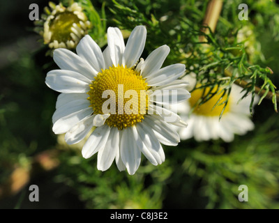 Camomille tripleurospermum maritimum, mer Banque D'Images