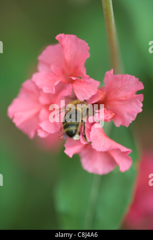 Abeille sur Clarkia Banque D'Images