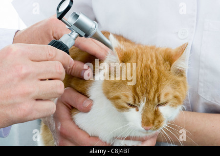 Vétérinaire, vétérinaire, vétérinaire, pratique, examiner, étudier, à chat, animal domestique, animal, malade, malade, chat, ca Banque D'Images