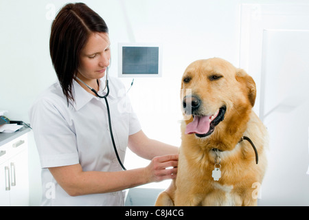 Vétérinaire, vétérinaire, vétérinaire, pratique, examiner, étudier, animal domestique, animal, malade, malade, chien, chien illnes Banque D'Images