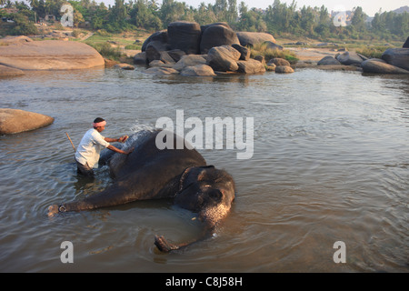 L'éléphant indien, Elephas maximus indicus, Elephantidae, Hampi, Inde, Asie, Terai, animal, baignoire, baignoire d'éléphants Banque D'Images