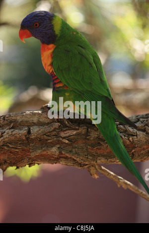 Rainbow Lorikeet, Trichoglossus haematodus, Australian parrot, forêt tropicale, forêt, l'Australie, l'oiseau, éleveurs, nestin trou trou Banque D'Images