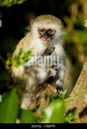 Bébé singe afrique du sud Banque D'Images