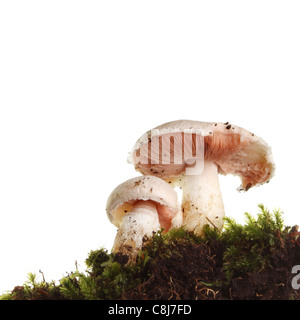 Deux champignons sauvages vu du dessous sur un fond blanc. Banque D'Images