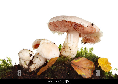 Les champignons sauvages de moss le sol et les feuilles d'automne sur un fond blanc. Banque D'Images