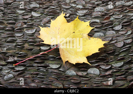 'Close up' de la feuille d'érable sur [argent] arbres en automne, 'l'Aira Force', 'Lake District, Cumbria, England, UK Banque D'Images