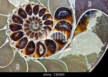 L'article au moyen d'une ammonite Banque D'Images