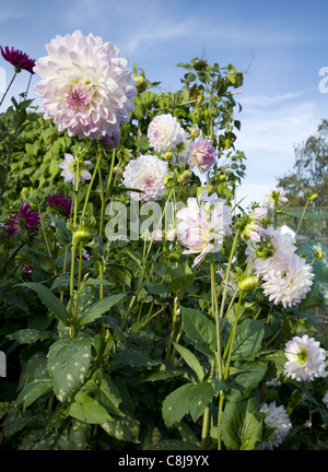 Dahlias fleurs en croissance sur l'attribution au Royaume-Uni Banque D'Images