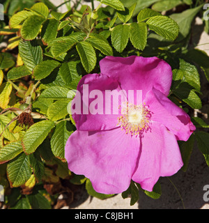 Rugosa rose (Rosa rugosa) sur la plage de l'île de Helgoland. Banque D'Images