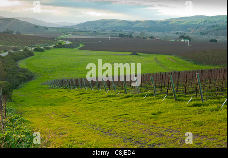 Les vignes en hiver, Santa Rosa, Santa Rita Hills, Santa Ynez Valley, près de Lompoc, en Californie, aux États-Unis d'Amérique Banque D'Images