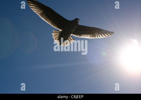 Une mouette en avant du soleil, Baie de San Francisco Banque D'Images