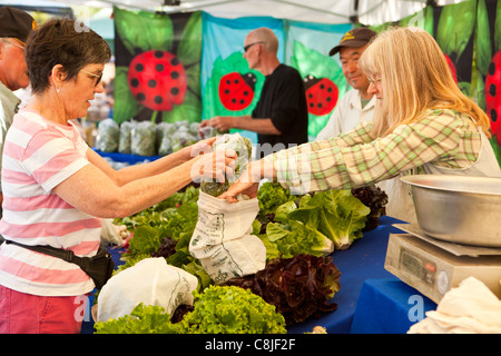 Vendeur vend la laitue, Farmer's Market, Santa Barbara, Californie, États-Unis d'Amérique Banque D'Images