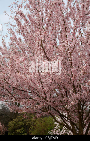 Prunus pendula var. ascendens 'Rosea' Banque D'Images