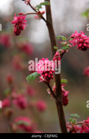 Ribes sanguineum 'King Edward VII' Banque D'Images