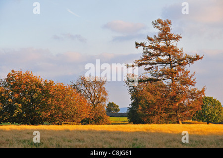 L'automne, Petworth Park Banque D'Images