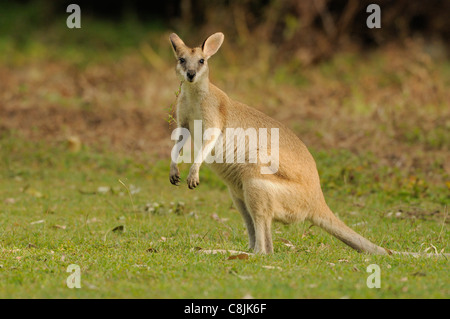 Wallaby Agile Macropus agilis femme photographié dans le Queensland, Australie Banque D'Images