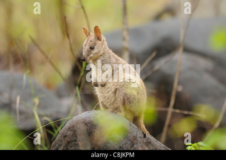 Rock-Wallaby Petrogale assimilis Joey alliées sur rock photographié dans le Queensland, Australie Banque D'Images