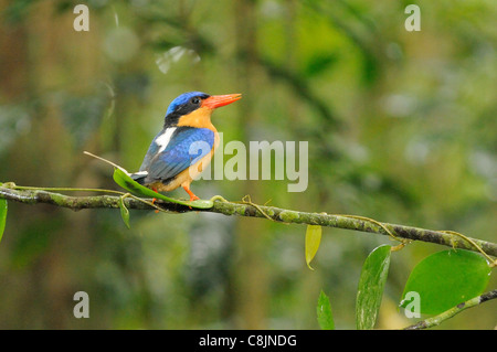 Buff-breasted Paradise Kingfisher Tanysiptera sylvia photographié dans le nord du Queensland, Australie Banque D'Images