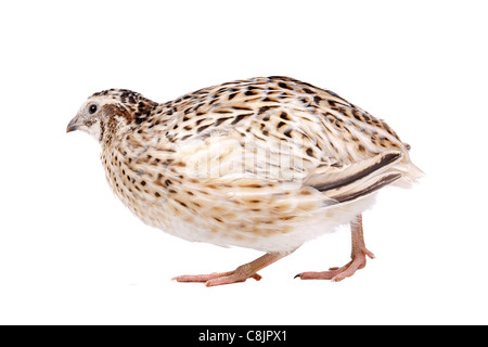 Peu de cailles devant un fond blanc Banque D'Images