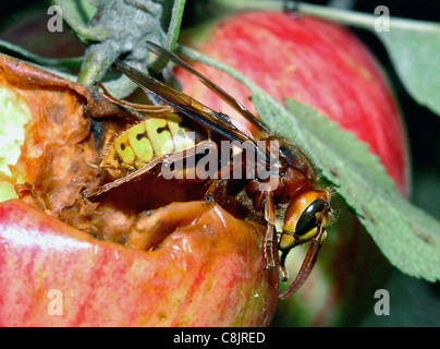 Frelon (Vespa crabro) de plus en plus courante au Royaume-Uni le Hornet a une réputation bien méritée pour son aiguillon et de mauvaise humeur. Les nids sont souvent dans des bâtiments la pique viendra d'un grand nombre de frelons si le nid est dérangé. Banque D'Images