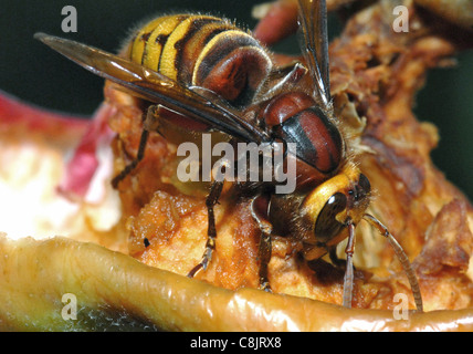 Frelon (Vespa crabro) de plus en plus courante au Royaume-Uni, la hornet a un reputaion bien mérité pour son aiguillon et de mauvaise humeur. Les nids sont souvent dans des bâtiments la pique viendra d'un grand nombre de frelons si le nid est dérangé. Banque D'Images