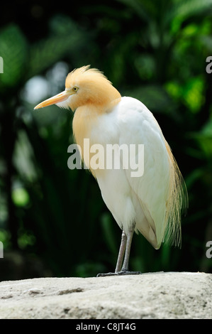 Héron garde-boeuf à l'oiseau dans le parc Lake Gardens (Taman Tasik Perdana), Kuala Lumpur, Malaisie Banque D'Images