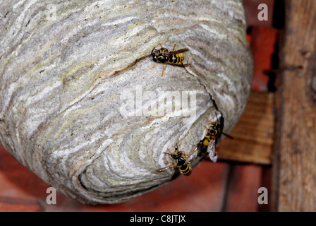 C'est le nid de la Guêpe commune (Vespula Vulgaris).Le nid est fait d'un matériau semblable à du papier fabriqué à partir de bois des raclures - la plus grande des nids ont été trouvés jusqu'à 1m de diamètre. Banque D'Images