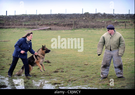 Un berger allemand avec un gestionnaire d'apprendre à appréhender un homme (vêtu d'une combinaison de protection de la morsure) à une formation de chien cen Banque D'Images