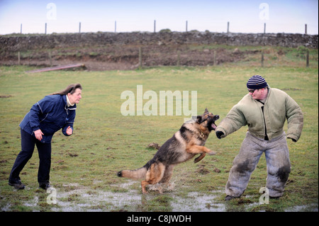 Un berger allemand avec un gestionnaire d'apprendre à appréhender un homme (vêtu d'une combinaison de protection de la morsure) à une formation de chien cen Banque D'Images